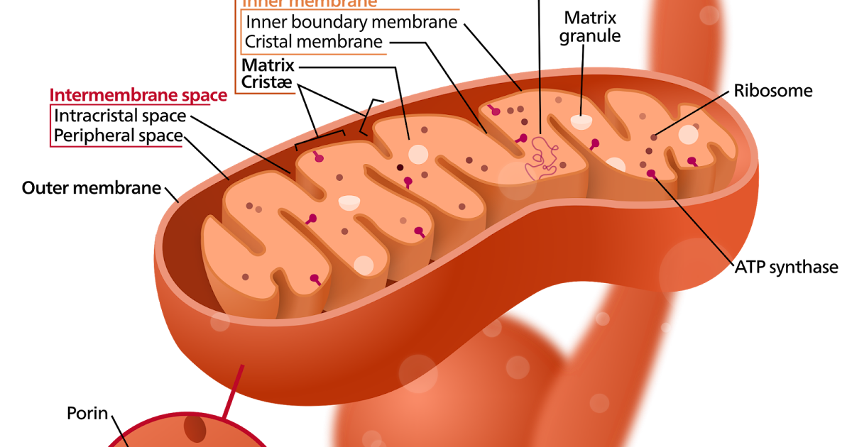 Qué hacen las mitocondrias